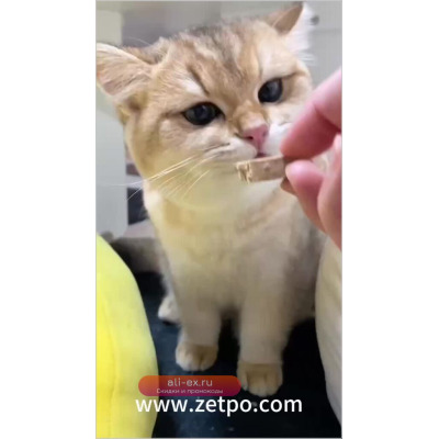 Мягкие колпачки для ногтей для кошек, 20 шт