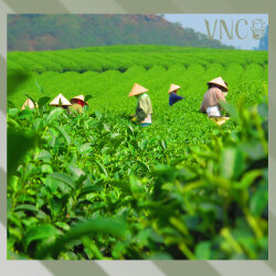 Чай Молочный Улун, VNC, Китай 250 г (Те Гуань Инь листовой зеленый ароматизированный чай улун)