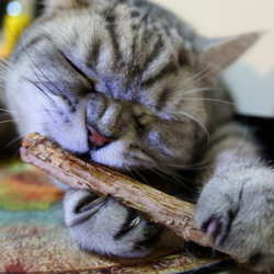 Натуральная кошачья мята Pet Cat зубная паста для кошек Matatabi плод актинидии Silvervine для кошек палочки для чистки зубов домашних животных