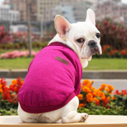 Собачья одежда для маленьких собак, мягкая зимняя одежда свитер для собаки для чихуахуа, Классический наряд для питомца, одежда для собак 20-22S1