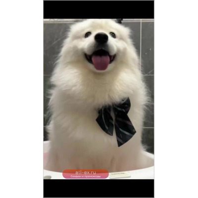 Массажные перчатки для собак и кошек Mascotas